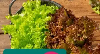 REWE Rewe Regional Wurzelsalate Salattrio Angebot