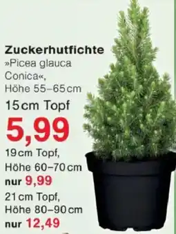 Jawoll Zuckerhutfichte Angebot