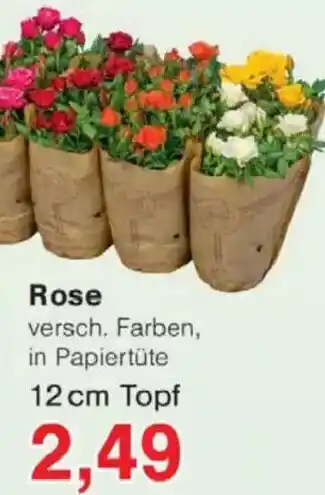 Jawoll Rose Angebot