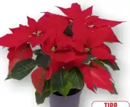 Edeka Weihnachtssterne Angebot