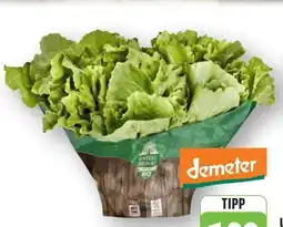 Edeka Unsere Heimat Echt & Gut Bio-Endivien Angebot