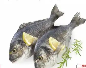 Edeka Dorade Royale Angebot