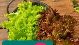 REWE Wurzelsalate Salattrio Angebot