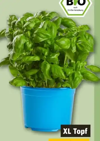 REWE Rewe Bio Basilikum Angebot