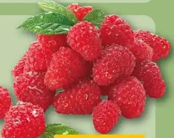 REWE Himbeeren Angebot