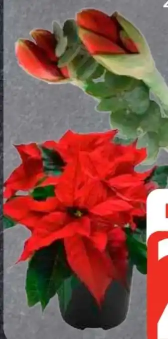 Edeka Frischemarkt Amaryllis Angebot