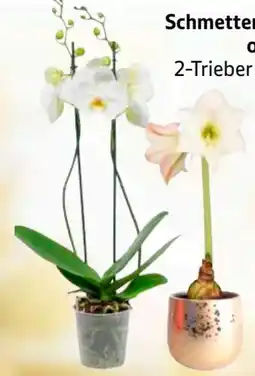 Edeka Schmetterlingsorchidee Angebot