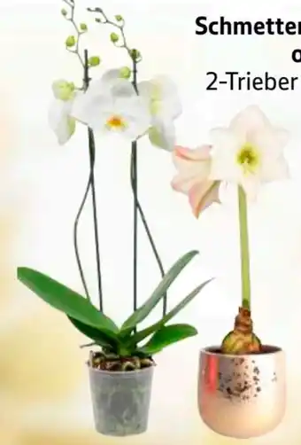 Edeka Schmetterlingsorchidee Angebot