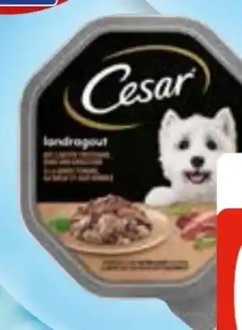 Edeka Cesar Hundenassnahrung Angebot