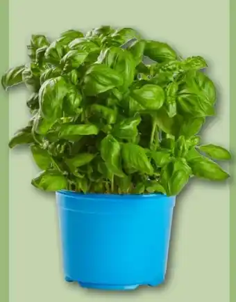 REWE Center Edeka Bio Bio-Basilikum Angebot