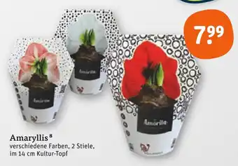 tegut Amaryllis Angebot
