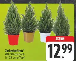 Edeka Zuckerhutfichte Angebot
