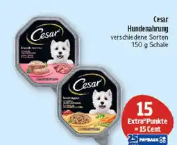 Marktkauf Cesar hundenahrung Angebot