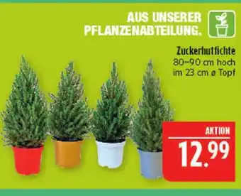 Marktkauf Zuckerhutfichte Angebot