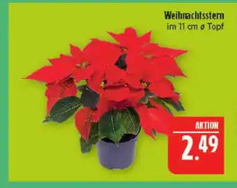 Marktkauf Weihnachtsstern Angebot