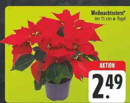 E-Center Weihnachtsstern Angebot