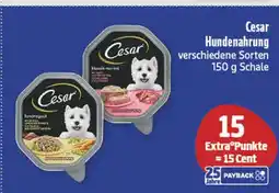 diska Cesar hundenahrung Angebot