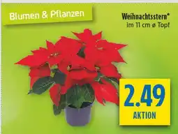 diska Weihnachtsstern Angebot