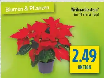 diska Weihnachtsstern Angebot