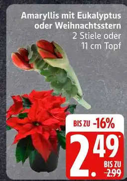 Edeka Amaryllis mit eukalyptus Angebot