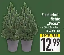Edeka Zuckerhutfichte picea Angebot