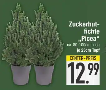 Edeka Zuckerhutfichte picea Angebot