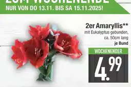 Edeka 2er amaryllis Angebot