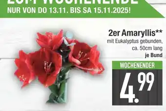 Edeka 2er amaryllis Angebot