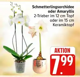 Marktkauf Schmetterlingsorchidee Angebot