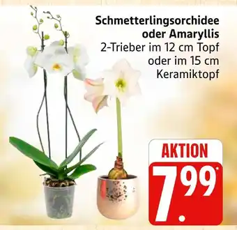 Marktkauf Schmetterlingsorchidee Angebot