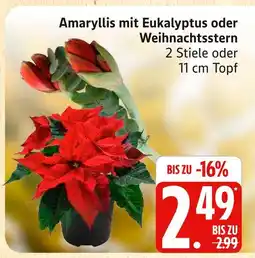Marktkauf Amaryllis mit eukalyptus Angebot