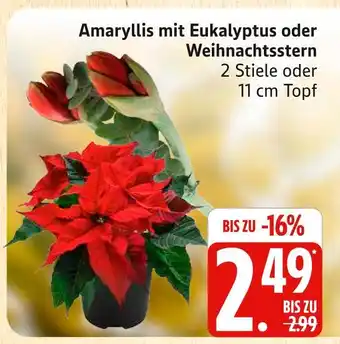 Marktkauf Amaryllis mit eukalyptus Angebot