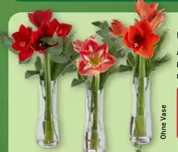 Aldi Nord Gardenline Amaryllis Angebot