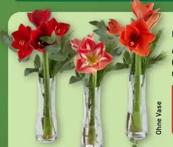 Aldi Nord Gardenline Amaryllis Angebot