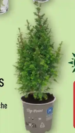 Aldi Nord Gardenline Chamaecyparis Angebot