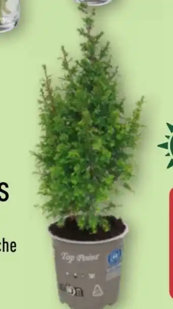 Aldi Nord Gardenline Chamaecyparis Angebot