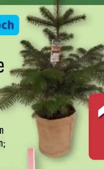 Aldi Nord Gardenline Nordmanntanne Angebot