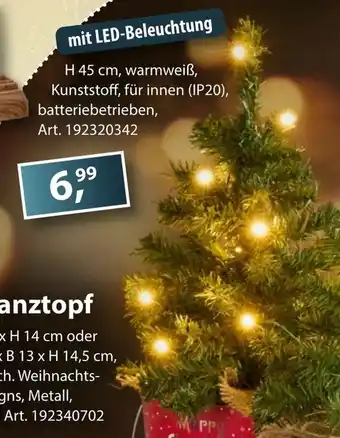 Sonderpreis Baumarkt versch. Mini- Tannenbäume Angebot