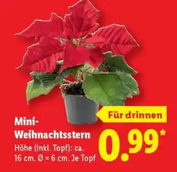 Lidl Mini- Weihnachtsstern Angebot