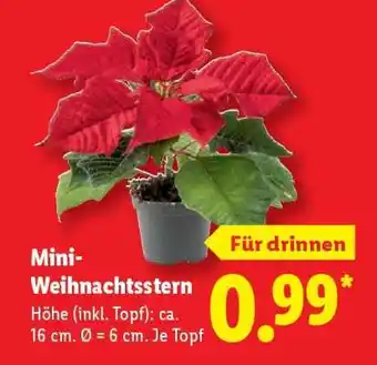 Lidl Mini- Weihnachtsstern Angebot