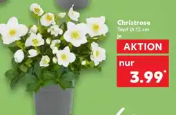 Kaufland Christrose Angebot