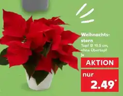 Kaufland Weihnachtsstern Angebot