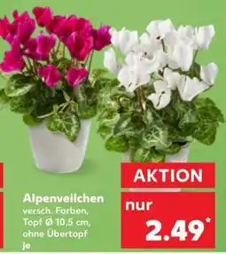 Kaufland Alpenveilchen Angebot