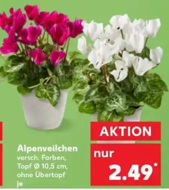 Kaufland Alpenveilchen Angebot