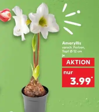 Kaufland Amaryllis Angebot