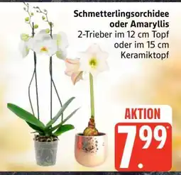 Edeka Schmetterlingsorchidee oder Amaryllis Angebot