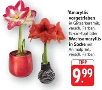 Edeka Amaryllis vorgetrieben Angebot