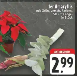 Edeka 1er Amaryllis Angebot