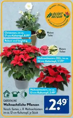 Aldi Süd Weihnachtliche Pflanzen Angebot