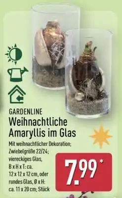 Aldi Nord GARDENLINE Weihnachtliche Amaryllis im Glas Angebot